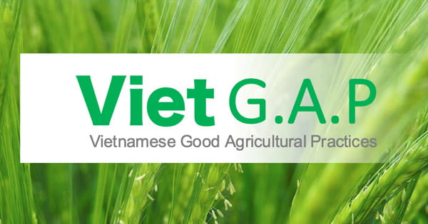 chung nhan vietgap