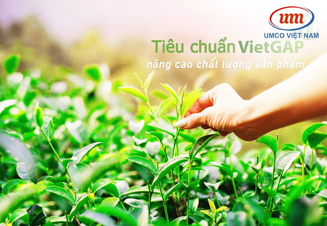 tieu chuan vietgap