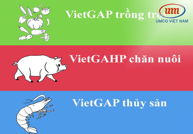 chung nhan vietgap